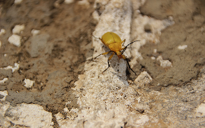 Termites dans le Lot : prévention, traitement, obligations